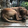 IMG_0222