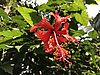 Red Flower