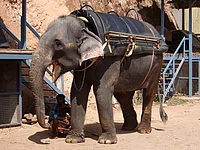 BaguetteBox Elefant der dritte
