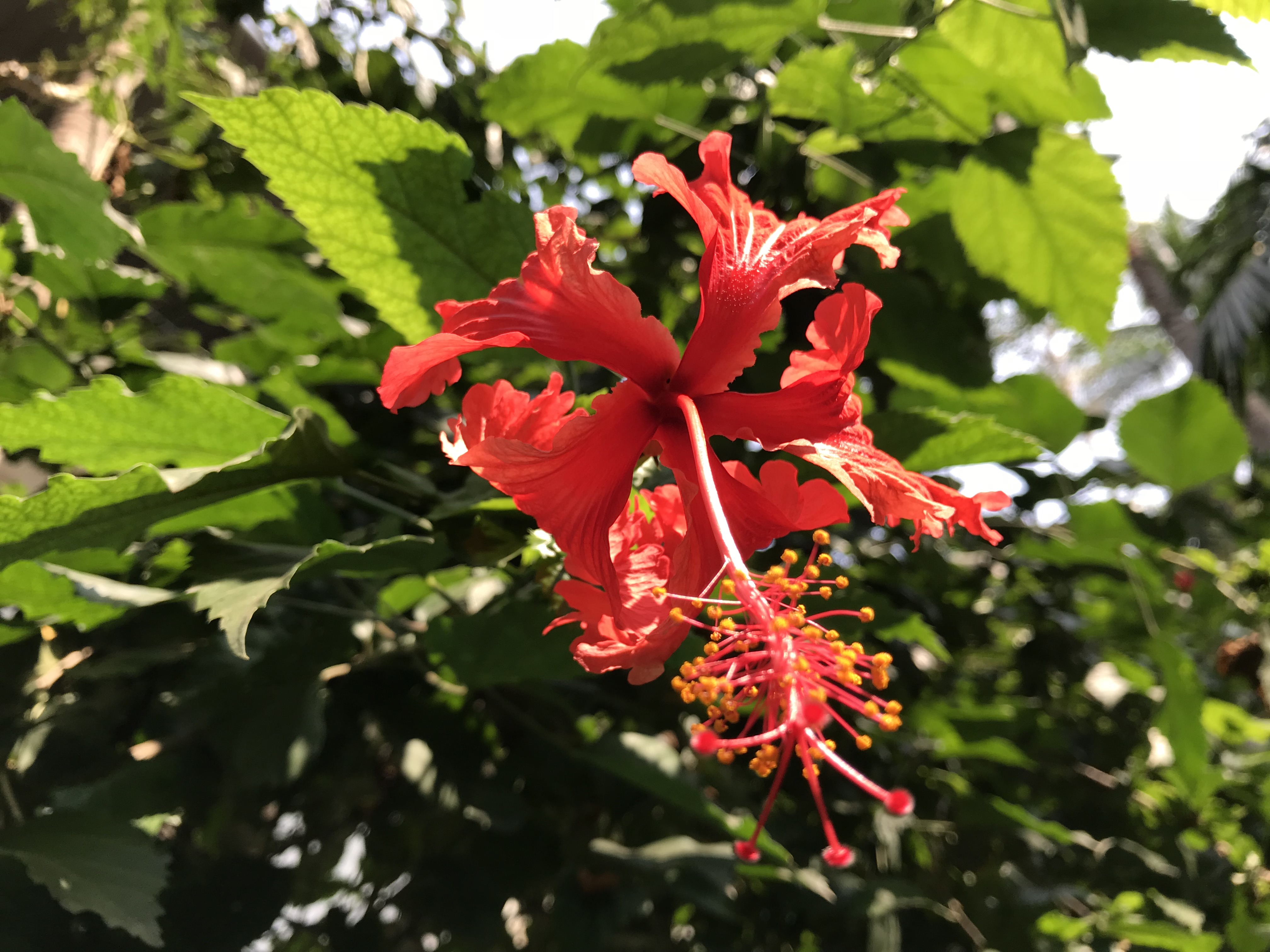 Red Flower